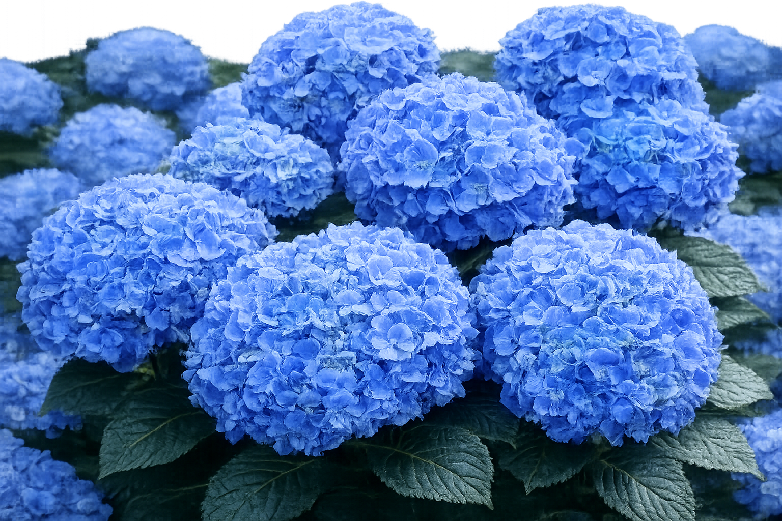 Blue hydrangea blooms in full bloom